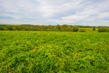 Fields and vegetables in a green hilly landscape in sunlight in autumn, Voeren, Limburg, Belgium, September 2023