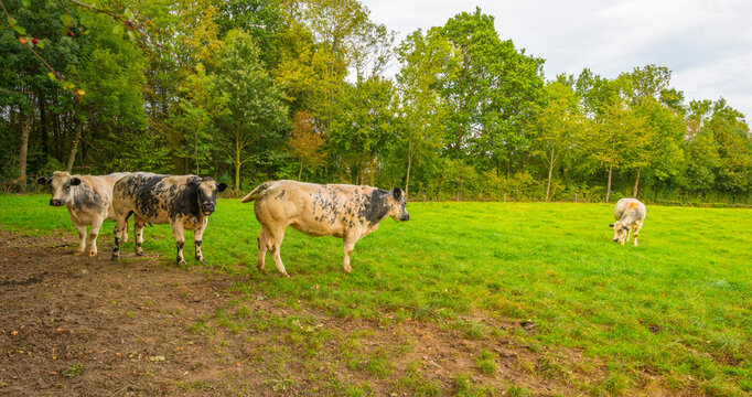 Cows grazing in a green grassy hilly meadow in autumn, Voeren, Limburg, Belgium, September 2023