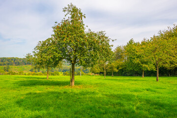 Fototapeta na wymiar Apple trees in an orchard in a green grassy meadow in bright sunlight in autumn, Voeren, Limburg, Belgium, September 2023