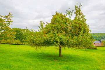 Apple trees in an orchard in a green grassy meadow in bright sunlight in autumn,  Voeren, Limburg, Belgium, September 2023