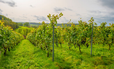 Fototapeta na wymiar Vines growing in a vineyard on a hill in bright sunlight in autumn, Voeren, Limburg, Belgium, September 2023