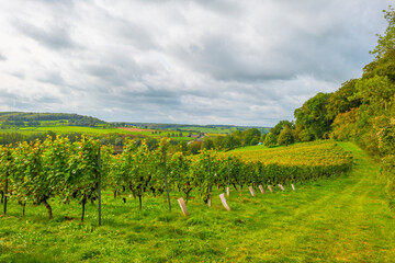 Naklejka premium Vines growing in a vineyard on a hill in bright sunlight in autumn, Voeren, Limburg, Belgium, September 2023