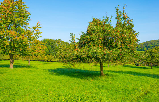 Apple trees in an orchard in a green grassy meadow in bright sunlight in autumn,  Voeren, Limburg, Belgium, September 2023