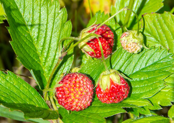 Fresh berries and leaves of wild strawberries close-up