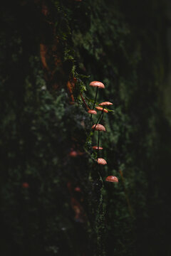 kleine Pilze am Baum