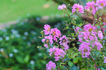 Purple Crape-myrtle flowers bloom in the garden