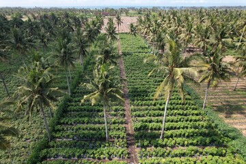 aerial view of coconut plantations on the beach.
