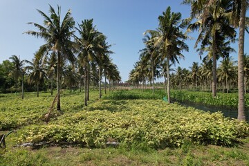 Fototapeta na wymiar aerial view of coconut plantations on the beach. 