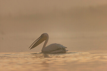 Danube delta wild life birds a majestic pelican gracefully gliding on the surface of a serene body of water biodiversity Conservation - obrazy, fototapety, plakaty