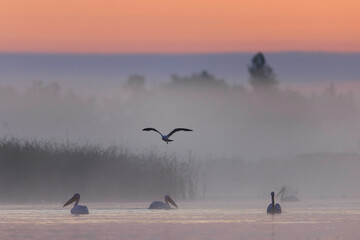 Danube delta wild life birds a flock of pelicans gracefully gliding over a serene body of water,...