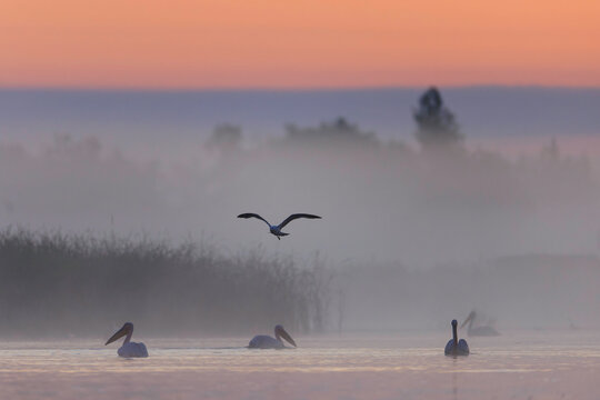 Danube delta wild life birds a flock of pelicans gracefully gliding over a serene body of water, symbolizing the impact of climate change on bird species biodiversity Conservation