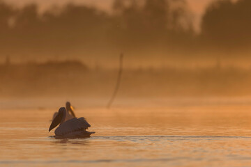Danube delta wild life birds a pelican gracefully floating on the water at sunrise, capturing the...