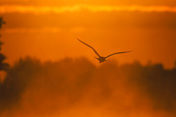 Danube delta wild life birds a majestic pelican soaring through a vibrant yellow sky, symbolizing...