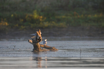 Danube delta wild life birds a pelican perched on a tree stump surrounded by water, symbolizing the impact of climate change on wildlife biodiversity Conservation