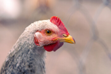 Portrait of a hen in a fence on a farm.