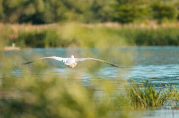 Danube delta wild life birds a majestic pelican soaring over a shimmering body of water, highlighting the impact of climate change on wildlife biodiversity Conservation
