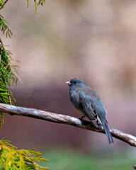 Junco Dark-eyed Photo and Image. State Coloured Junco perched on a tree branch with a soft brown background in its environment and habitat surrounding and displaying multi coloured wings.