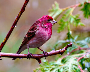 Purple Finch Photo and Image.