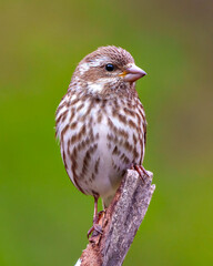 Sparrow Photo and Image.  Close up front view perched on a branch with green background in its environment and habitat surrounding.