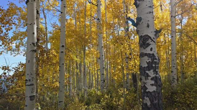 Walking through grove of Aspen trees with yellow leaves during Fall in Utah.