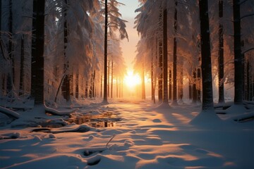 Sunsets glow gracing the wintry woods, a tranquil winter scene