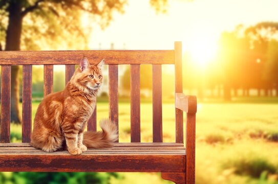 A cute domestic cat sitting on a bench, AI generated image