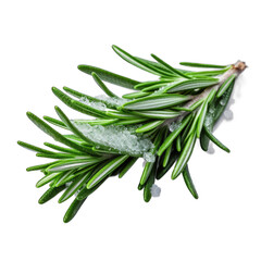 Rosemary covered with frost and snow isolated on transparent background