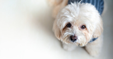 Poodle dog, old, wearing a shirt, sitting and waiting Looking at camera, in top view, anxiously, with copy space, in natural light building.