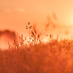 Rural grass on meadow