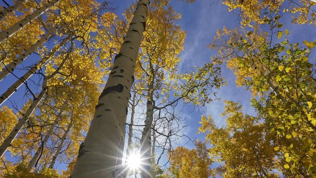 Moving through the Aspen trees with yellow leaves shining in the sunlight during Fall in Utah.