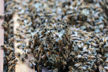 Bees in the hive, beekeeping for collecting nectar in the bee box