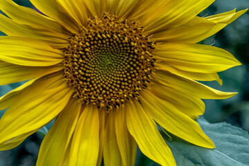 Sunflower growing in the garden, close-up.