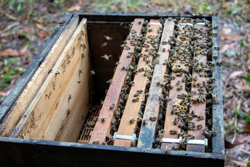 Bees in the box beekeeping beekeeping ideas