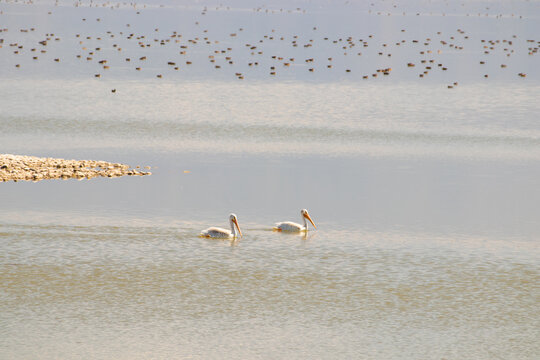 White pelicans swim in cool pond USA