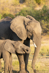 Fototapeta premium Baby elephant with its mother