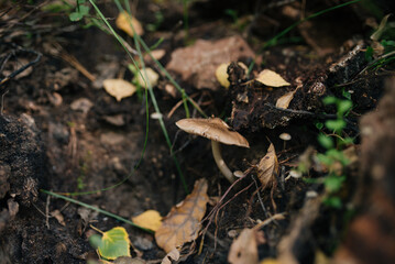 mushroom in the forest