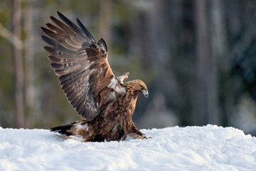 Golden eagle (Aquila chrysaetos)