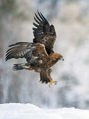 Golden eagle (Aquila chrysaetos)