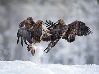 Golden eagle (Aquila chrysaetos)