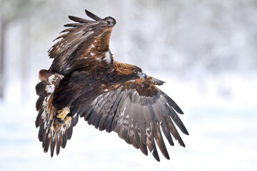 Golden eagle (Aquila chrysaetos)