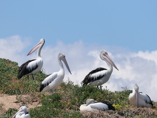 Eine Gruppe Pelikane auf der Penguin Island in Australien