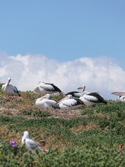 Pelikane beim Brüten auf Penguin Island, Australien