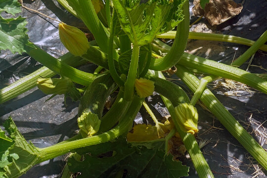 Zucchine in fiore che crescono nell'orto, Fiore di zucchina 9166