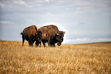 Buffalo