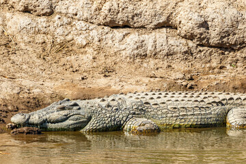 Sleeping crocodile on the beach