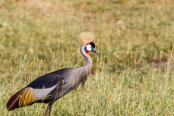 Grey Crowned Crane standing on the savanna