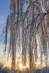 Fototapeta premium Hanging birch branches with hoarfrost on a cold winter evening