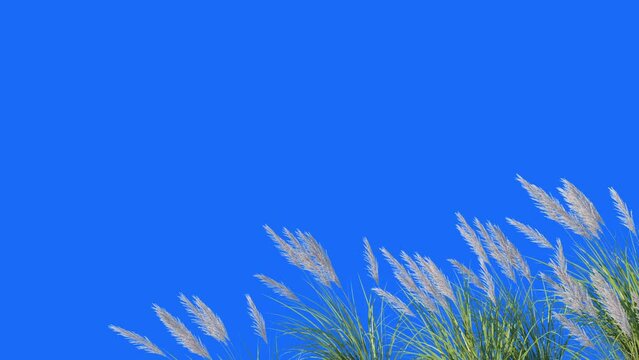  Foreground Grass Animation on blue background