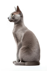 Cat of breed Russian Blue on white background