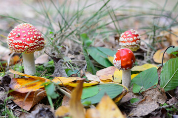 fly agaric